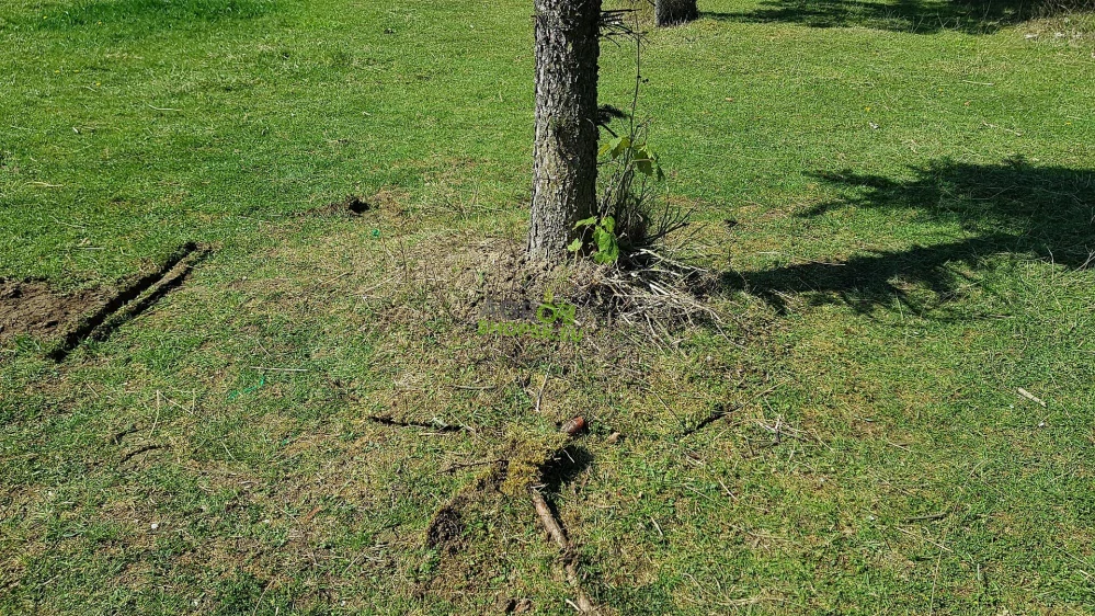 Presádzač stromov - Bobcat - UNC